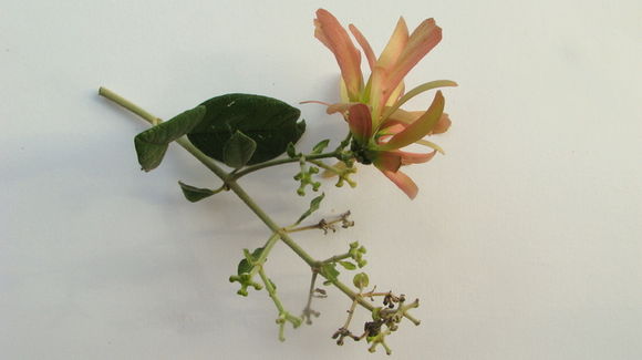 Image of Tetrapterys phlomoides (Sprengel) Nied.