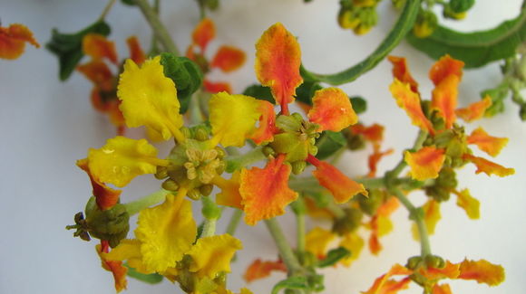 Image of Tetrapterys phlomoides (Sprengel) Nied.