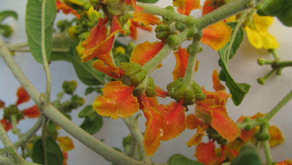 Image of Tetrapterys phlomoides (Sprengel) Nied.