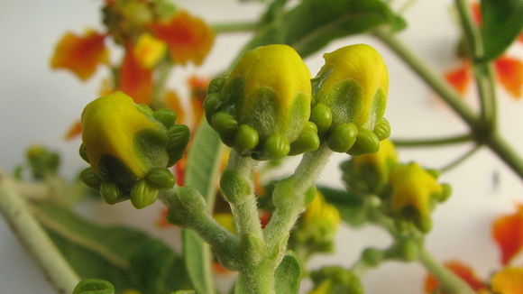 Image of Tetrapterys phlomoides (Sprengel) Nied.