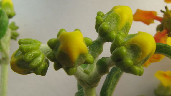 Image of Tetrapterys phlomoides (Sprengel) Nied.