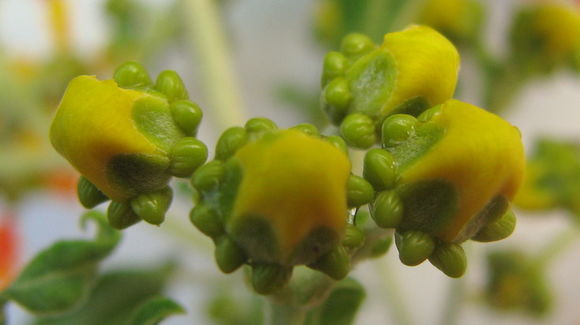 Image of Tetrapterys phlomoides (Sprengel) Nied.