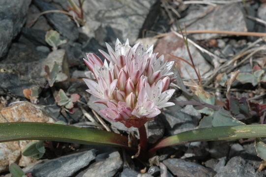 Слика од Allium yosemitense Eastw.