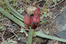 Слика од Allium yosemitense Eastw.