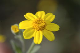 Image of Congdon's woolly sunflower