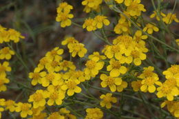 Слика од Eriophyllum confertiflorum var. tanacetiflorum (Greene) Jepson