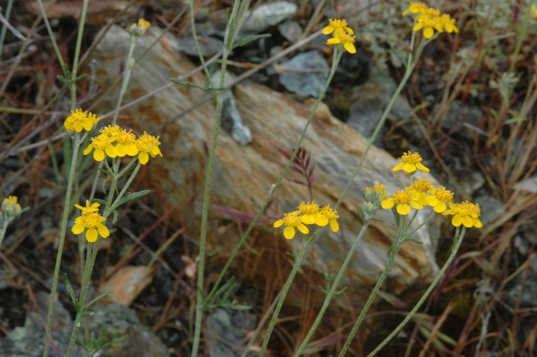 Слика од Eriophyllum confertiflorum var. tanacetiflorum (Greene) Jepson