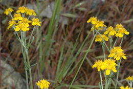 Image of golden-yarrow