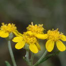 Слика од Eriophyllum confertiflorum var. tanacetiflorum (Greene) Jepson