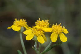 Слика од Eriophyllum confertiflorum var. tanacetiflorum (Greene) Jepson