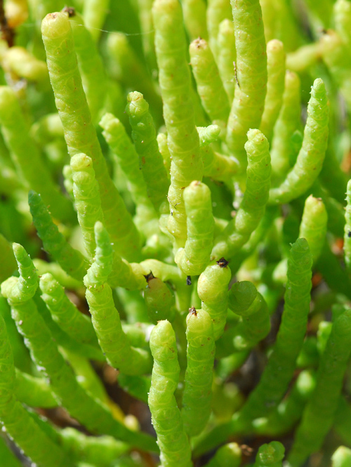 Image of red samphire