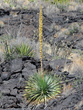 Image of common sotol