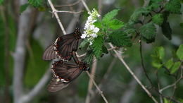 Image of Gold Rim Swallowtail