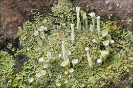 Image of Mealy Pixie-cup Lichen
