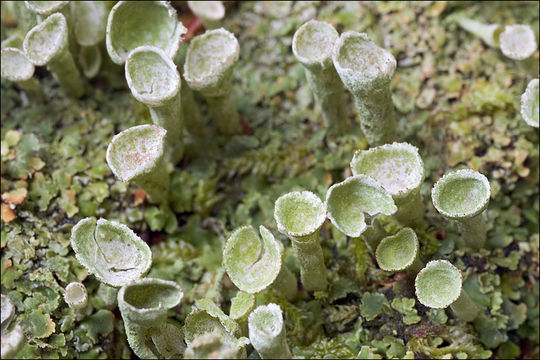 Image of Mealy Pixie-cup Lichen