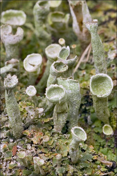 Image of Mealy Pixie-cup Lichen