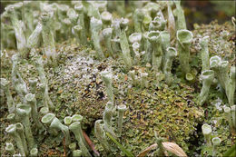 Image of Mealy Pixie-cup Lichen