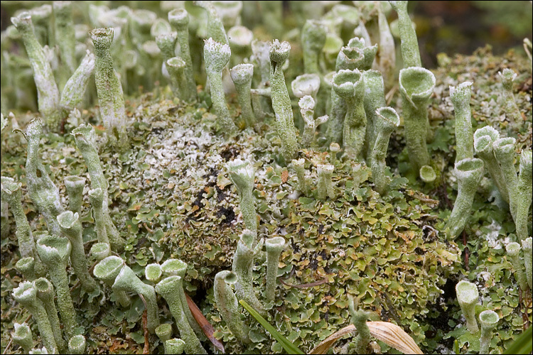 Image of Mealy Pixie-cup Lichen