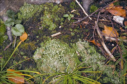 Image of Mealy Pixie-cup Lichen