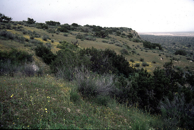 Image of California jewelflower