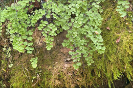 Слика од Adiantum capillus-veneris L.