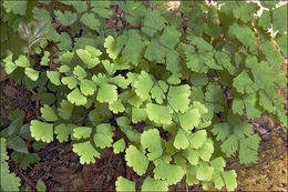 Image of Maidenhair Fern