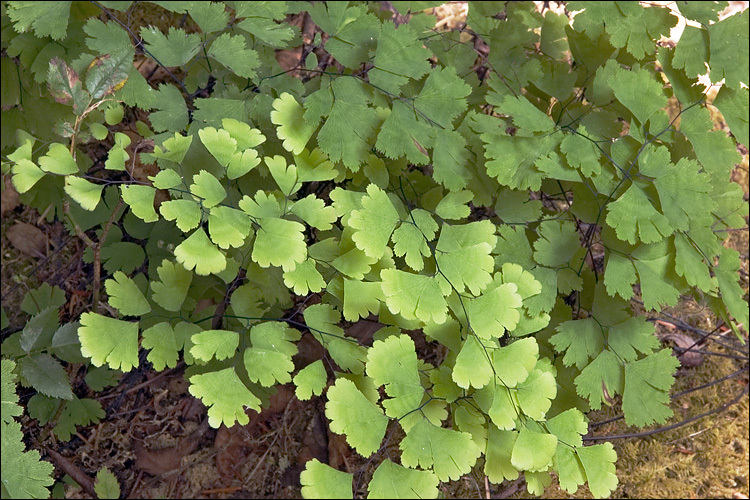 Слика од Adiantum capillus-veneris L.