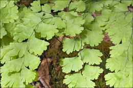 Слика од Adiantum capillus-veneris L.