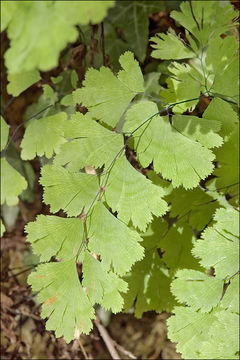 Image of Maidenhair Fern