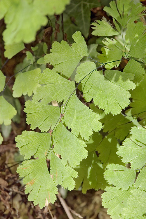 Слика од Adiantum capillus-veneris L.