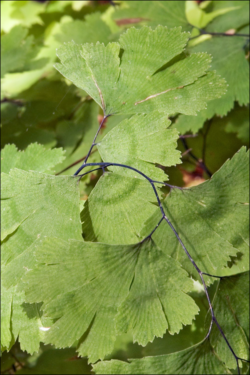 Слика од Adiantum capillus-veneris L.