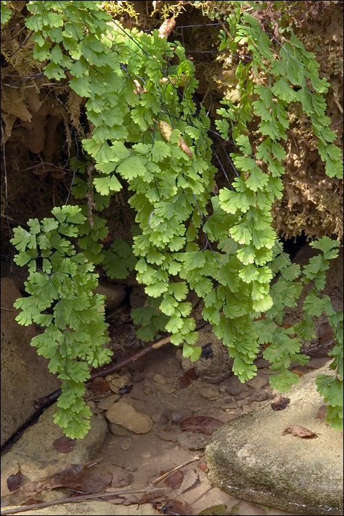 Слика од Adiantum capillus-veneris L.