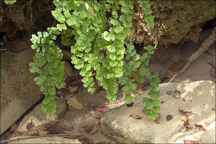 Слика од Adiantum capillus-veneris L.