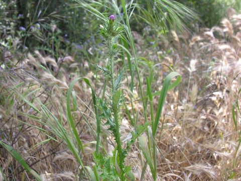 Слика од Carduus pycnocephalus L.