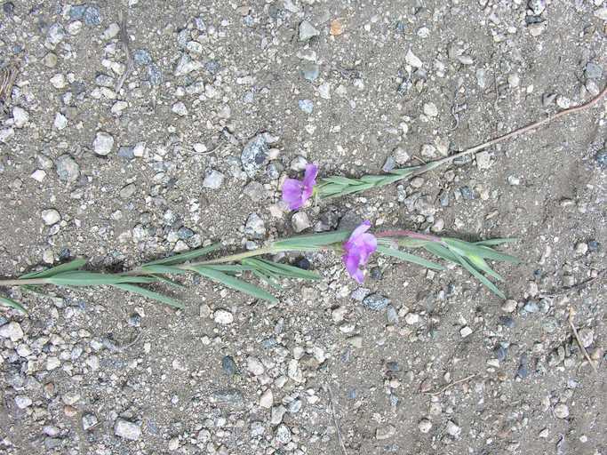 Image of winecup clarkia