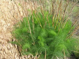 Imagem de Foeniculum vulgare Mill.