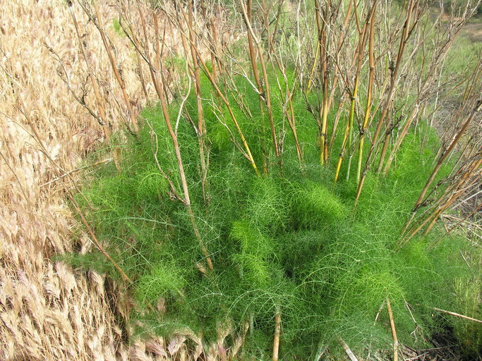 Plancia ëd Foeniculum vulgare Mill.