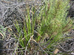 Image of smallflower melicgrass