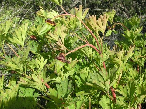 Image of California peony