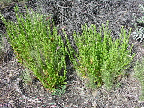 Image of ladies' tobacco