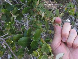 Image of hoaryleaf ceanothus