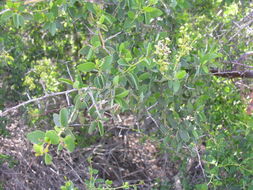 Image of chaparral whitethorn