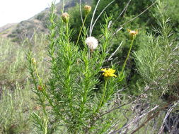 Image of narrowleaf goldenbush