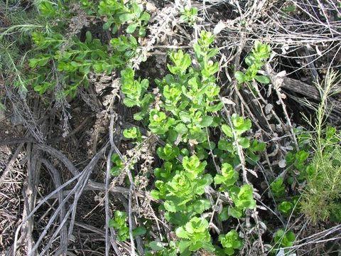 Image of sawtooth goldenbush