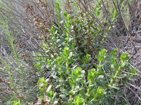 Image of sawtooth goldenbush