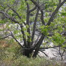 Juglans californica S. Wats. resmi