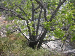 Sivun Juglans californica S. Wats. kuva