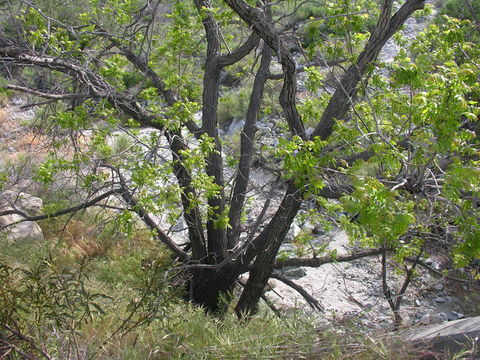 Juglans californica S. Wats. resmi