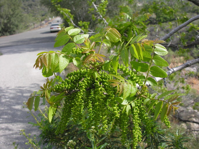 Sivun Juglans californica S. Wats. kuva