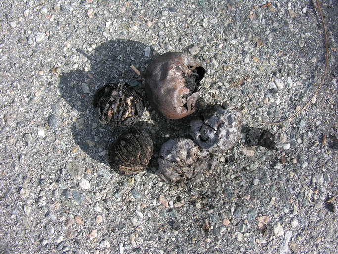 Image of Northern California Black Walnut